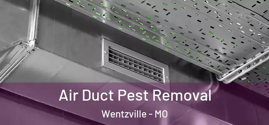  Air Duct Pest Removal Wentzville - MO