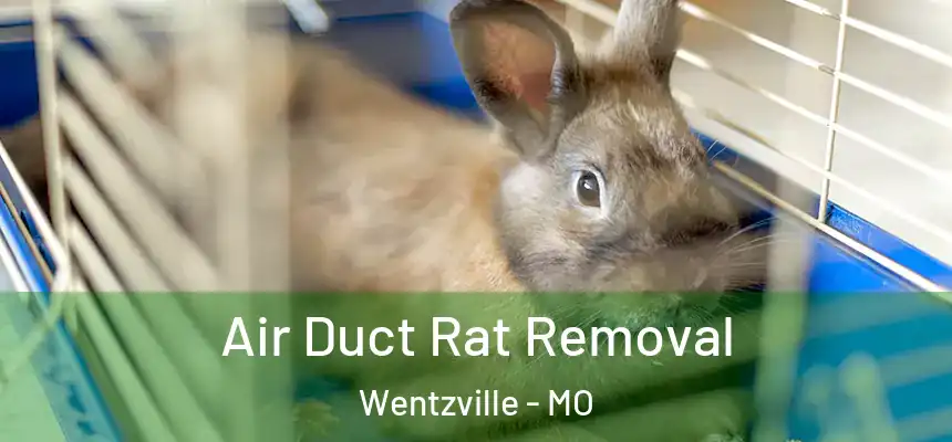  Air Duct Rat Removal Wentzville - MO