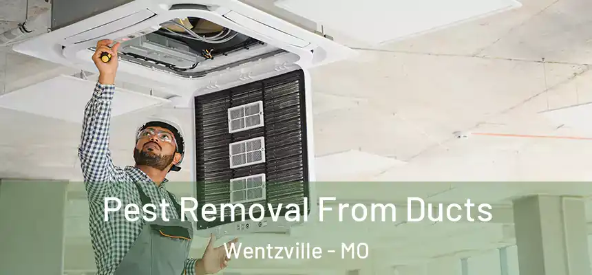 Pest Removal From Ducts Wentzville - MO